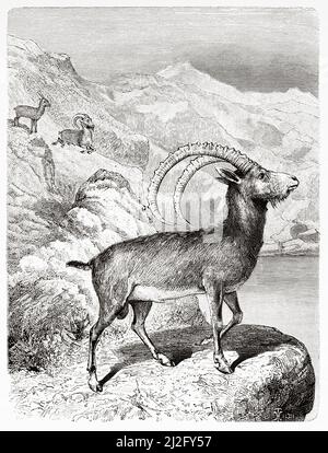 Ibex nubien (Capra nubiana sinaitica) parmi les rochers du désert du Néguev. Israël, Moyen-Orient, Orient. Syrie par Charles Louis Lortet (1836-1909) le Tour du monde 1882 Banque D'Images