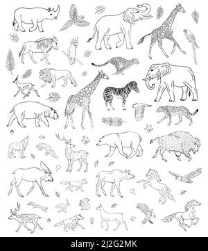 Ensemble de croquis vectoriels dessinés à la main de différents animaux sauvages isolés sur fond blanc Illustration de Vecteur