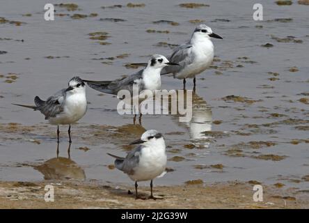 Sterne blanchâtre (Chlidonias leucopterus) et trois Sternes de Whiskered (Chlidonias hybrida hybrida) adultes en plumage d'hiver debout dans des eaux peu profondes d'Oman Banque D'Images