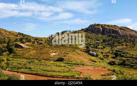 Paysage typique de Madagascar - rizières en terrasse vertes et jaunes avec du bétail de zébu sur de petites collines avec des maisons en argile dans la région près d'Ambositra Banque D'Images