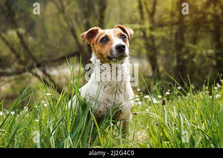 Petit terrier Jack Russell assis dans l'herbe, sa fourrure très sale de la boue, regardant attentivement, brouillé arrière-plan des arbres Banque D'Images