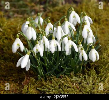 Schneegloeckchen, Galanthus nivalis, ist eine Blume die im Winter blueht und eine wichtige Heilpflanze. Snowdrop, Galanthus nivalis, est une fleur qui Banque D'Images