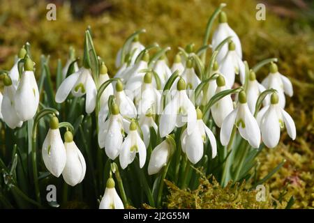 Schneegloeckchen, Galanthus nivalis, ist eine Blume die im Winter blueht und eine wichtige Heilpflanze. Snowdrop, Galanthus nivalis, est une fleur qui Banque D'Images