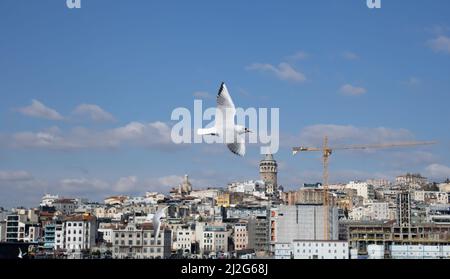 Tour de Galata, Istanbul - Turquie - février 2020 : tour de Galata en arrière-plan et mouette volant dans le ciel. Banque D'Images