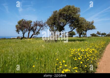 Un tapis de pâquerettes de la Couronne (Glebionis coronaria) fleurit dans le parc national d'Akamas, République de Chypre. Banque D'Images