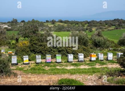 Rangée colorée d'ruches d'abeilles près de Neo Chorio, République de Chypre. Banque D'Images