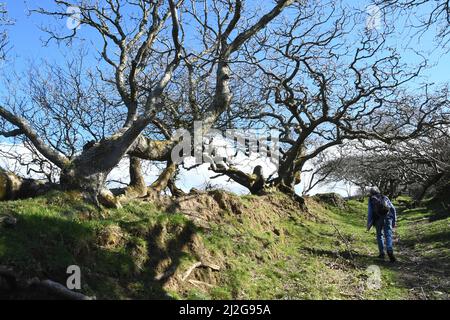 Racines, tronc et branches de chêne ronlées et tordues, bordant un chemin de bride lors d'une journée ensoleillée de printemps sous un ciel bleu vif avec une marchette grimpant le Banque D'Images