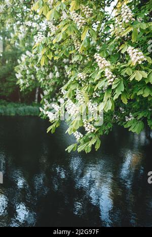 Branches de châtaignier en fleur avec fleurs blanches sur l'eau. Photo verticale. Mise au point sélective Banque D'Images