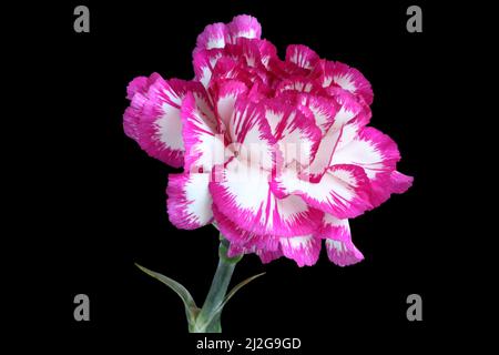 Carnation blanche avec bords magenta de pétales isolés sur fond noir Banque D'Images