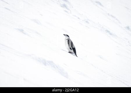 Le pingouin de collier se dresse sur une colline dans la neige Banque D'Images