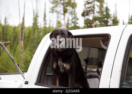 Une belle photo d'un chien de Rottweiler qui regarde d'une voiture blanche à l'extérieur contre des arbres flous Banque D'Images