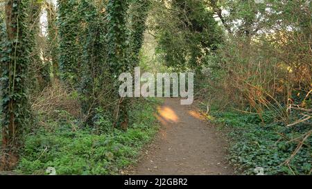 Sentier de randonnée sentier de randonnée dans la forêt verte sauvage aller en mouvement. Point de vue personnel de la promenade en chemin dans le parc. Stable Cam Shot. POV Hiker sur la bonne voie Banque D'Images