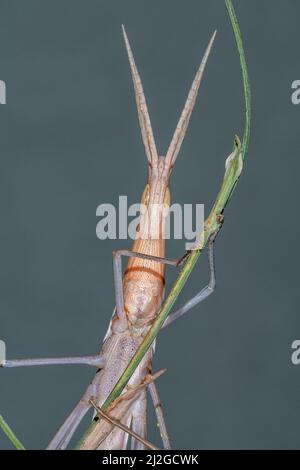 Truxalis nasuta grasshopper Banque D'Images