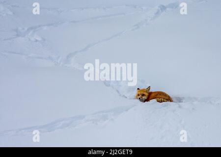 Renard rouge pond dans la neige dans le parc national de loisirs Sawtooth, Idaho, États-Unis Banque D'Images