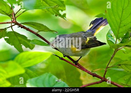 Une fille américaine Redstart, Setophaga ruticilla, vue rapprochée Banque D'Images