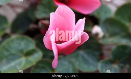 Gros plan d'une fleur de cyclamen persicum qui fleurit dans le jardin avec un arrière-plan flou Banque D'Images