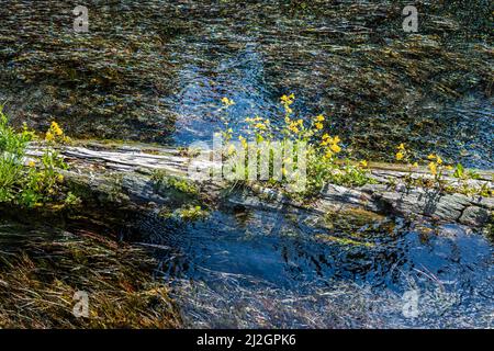 Une bûche avec des fleurs jaunes au sommet de Big Spring aux eaux de la branche Henry' de la rivière Snake, Idaho. Banque D'Images