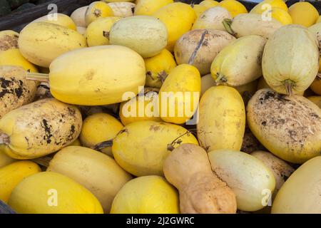 Cucurbita pepo 'Paghetti' - squash en automne. Banque D'Images