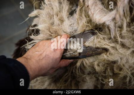 Tonte de mouton, vue rapprochée. Banque D'Images