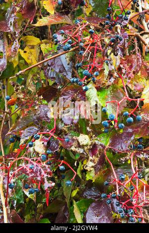 Vitis grimpant - Vine avec de petits fruits bleus mûris en automne. Banque D'Images