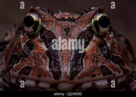 Photo macro d'une grenouille à cornes du pacifique (Ceratophrys stolzmanni) des forêts sèches de l'Équateur et du Pérou - une espèce menacée qui est rarement vue. Banque D'Images