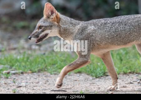 Le renard séchuran (Lycalopex sechurae) est un petit canin endémique de la forêt sèche du Pérou et de l'Équateur en Amérique du Sud. Banque D'Images