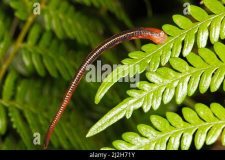 Leech tigre australien, Richardsonianus australis. Originaire de l'Australie orientale. Sur une fougère verte. Coffs Harbour, Nouvelle-Galles du Sud, Australie Banque D'Images