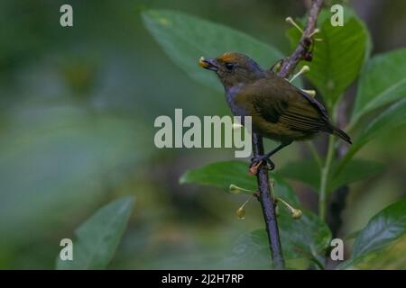 Une femelle d'euphonie à ventre orange (Euphonia xanthogaster) se nourrissant de baies à la réserve Buenaventura dans la province d'El Oro, en Équateur, en Amérique du Sud. Banque D'Images