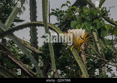 Un cactus sauvage à fleurs, Hylocereus monacanthus/Selenicereus monacanthus, provenant de la forêt sèche tumbésienne de l'Équateur. Banque D'Images