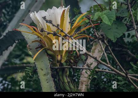 Un cactus sauvage à fleurs, Hylocereus monacanthus/Selenicereus monacanthus, provenant de la forêt sèche tumbésienne de l'Équateur. Banque D'Images