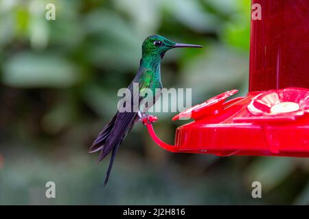 L'oiseau à bosse vert se nourrit d'un mangeoire rouge dans la forêt tropicale du Costa Rica Banque D'Images