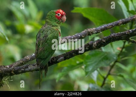 Le perroquet rouge-masqué (Psittacara erythrogenys), une espèce colorée et belle perroquet des forêts tropicales de l'Amérique du Sud. Banque D'Images