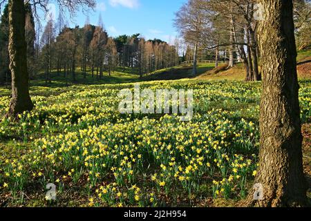 Parc forestier avec fleurs de jonquille jaune qui fleurit au printemps, Derbyshire, Angleterre Banque D'Images