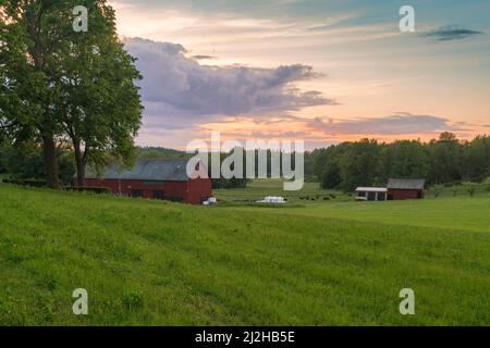 Bâtiments de ferme et vaches broutant dans le champ au coucher du soleil Banque D'Images