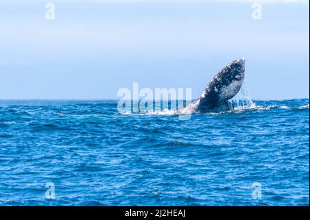 La nageoire à queue géante d'une baleine grise surmontée au large de la côte de californie. Banque D'Images