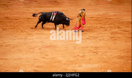 la Real Maestranza, Plaza de Toros, de Séville, Andalousie, espagne, , Combats de taureaux et de taureaux, pendant la Feria de Abril à Séville Banque D'Images