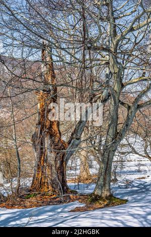 Vieux et nouveaux arbres dans la forêt encore enneigée. Tronc de l'arbre brisé et creux à l'intérieur. Parc national de Maiella, Abruzzes, Italie, Europe Banque D'Images