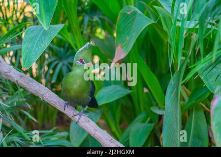 Turaco habit principalement des couronnes d'arbres dans les zones boisées Banque D'Images