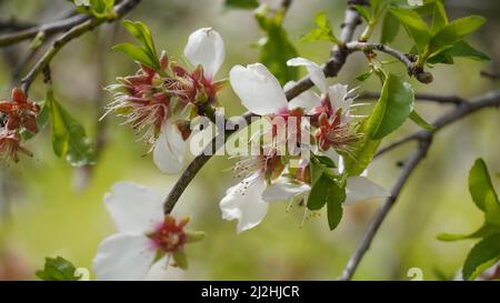 Grappe de fleurs d'amande en pleine floraison. Israël Banque D'Images