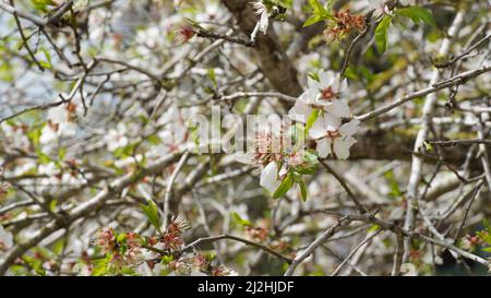 Grappe de fleurs d'amande en pleine floraison. Israël Banque D'Images