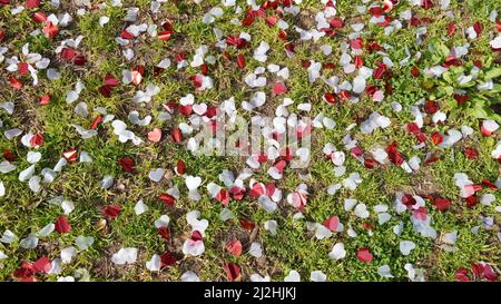 Confettis laissés après la fête. Cœurs de papier rouge et blanc sur l'herbe verte. Banque D'Images