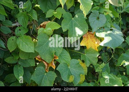 Les feuilles de jatropha curcas (également appelées cajarak agar, noix physique, noix de Barbade, noix de poison, buisson à bulles). Indonésien utilisez le latex pour arrêter le saignement Banque D'Images