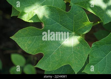 Les feuilles de jatropha curcas (également appelées cajarak agar, noix physique, noix de Barbade, noix de poison, buisson à bulles). Indonésien utilisez le latex pour arrêter le saignement Banque D'Images