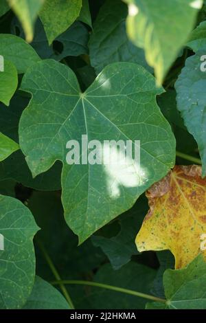 Les feuilles de jatropha curcas (également appelées cajarak agar, noix physique, noix de Barbade, noix de poison, buisson à bulles). Indonésien utilisez le latex pour arrêter le saignement Banque D'Images