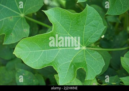 Les feuilles de jatropha curcas (également appelées cajarak agar, noix physique, noix de Barbade, noix de poison, buisson à bulles). Indonésien utilisez le latex pour arrêter le saignement Banque D'Images