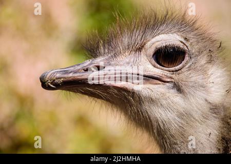 Gros plan d'une tête d'autruche sur un arrière-plan flou Banque D'Images