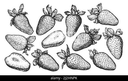 Fraises entières et en tranches, dessinées en style gravure. Illustration vectorielle de l'ensemble d'esquisses Berry Illustration de Vecteur