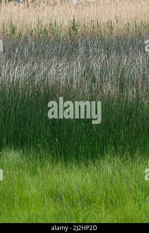 Gros plan sur des épaississants denses de la plante de la carie le jour du printemps. Banque D'Images