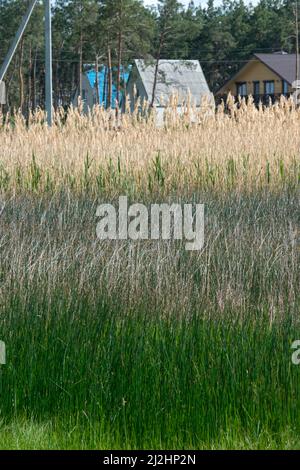 Gros plan sur des épaississants denses de la plante de la carie le jour du printemps. Banque D'Images