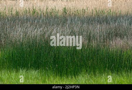 Gros plan sur des épaississants denses de la plante de la carie le jour du printemps. Banque D'Images